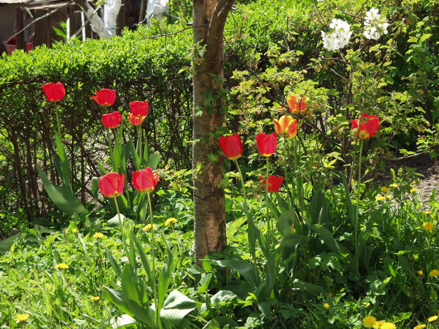 Обои картинки фото цветы, тюльпаны