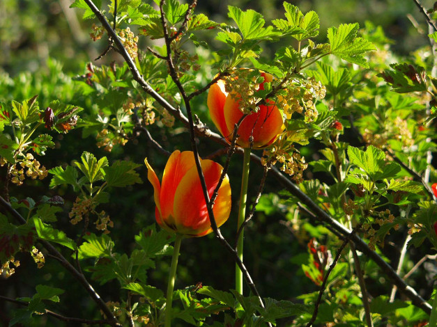 Обои картинки фото цветы, тюльпаны