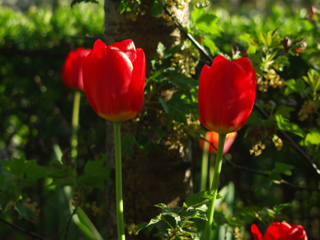 Обои картинки фото цветы, тюльпаны