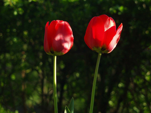 Обои картинки фото цветы, тюльпаны