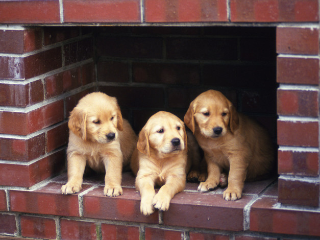 Обои картинки фото животные, собаки