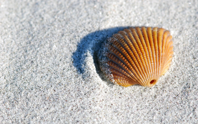 Обои картинки фото разное, ракушки, кораллы, декоративные, spa, камни