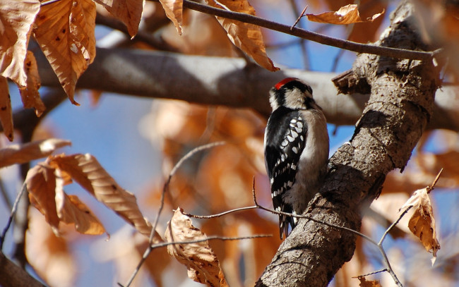 Обои картинки фото животные, дятлы