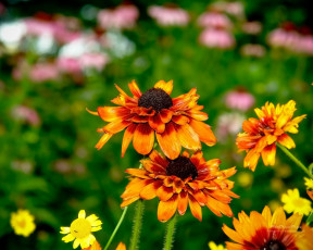 Картинка цветы гайлардии гелениумы