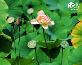 Картинка цветы лотосы