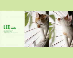 Картинка животные коты