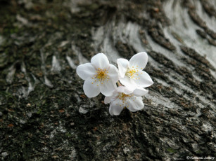 Картинка цветы