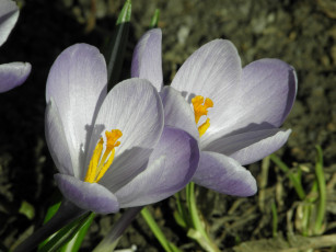 Картинка цветы крокусы