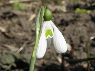 Картинка цветы подснежники белоцветник