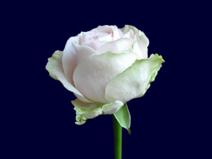 Картинка цветы розы