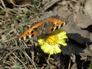 Картинка животные бабочки