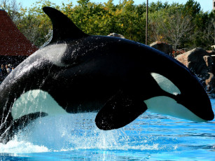 обоя животные, косатки