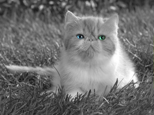 Картинка животные коты