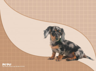 Картинка животные собаки