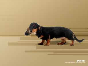 Картинка животные собаки