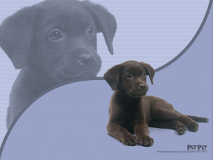 Картинка животные собаки