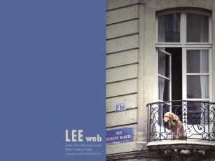 Картинка животные собаки