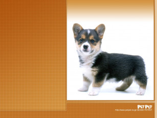 Картинка животные собаки