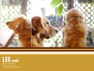 Картинка животные собаки