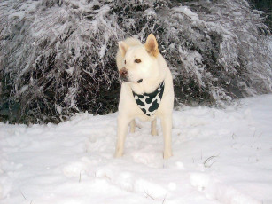 Картинка животные собаки