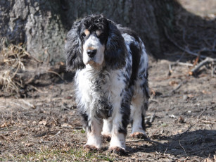 Картинка животные собаки