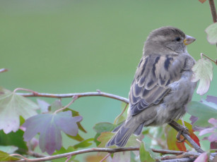 Картинка животные воробьи