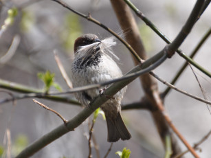 Картинка животные воробьи