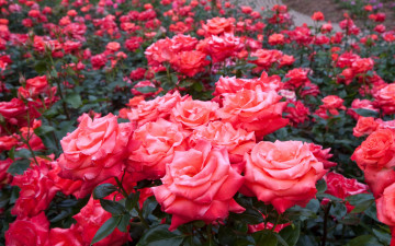 обоя цветы, розы