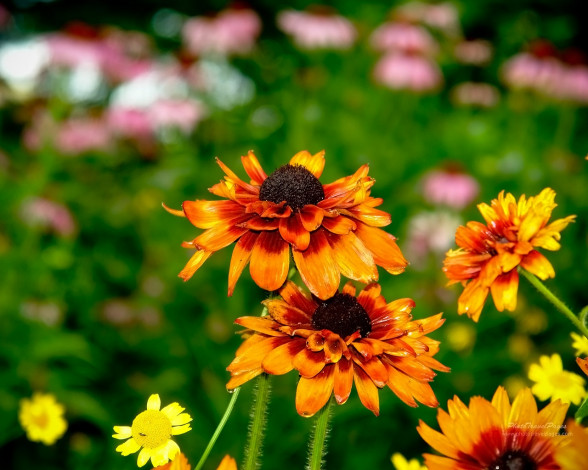 Обои картинки фото цветы, гайлардии, гелениумы