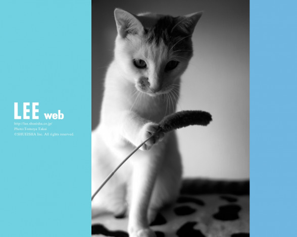 Обои картинки фото животные, коты