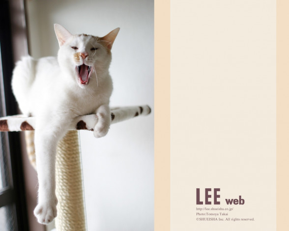 Обои картинки фото животные, коты