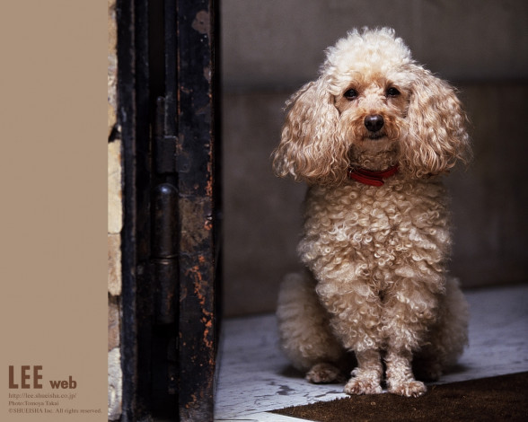 Обои картинки фото животные, собаки