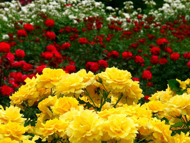 Обои картинки фото цветы, розы