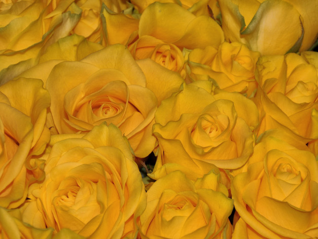 Обои картинки фото цветы, розы