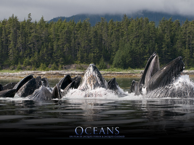 Обои картинки фото oc&, 233, ans, кино, фильмы