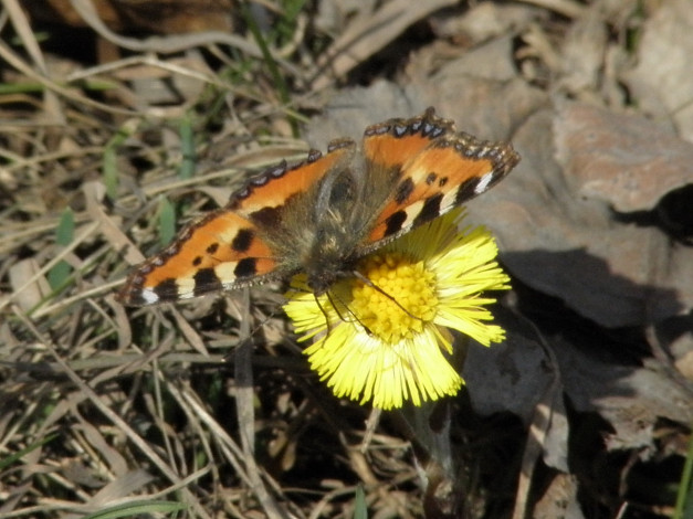 Обои картинки фото животные, бабочки