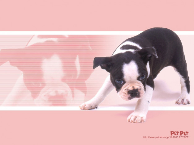 Обои картинки фото животные, собаки