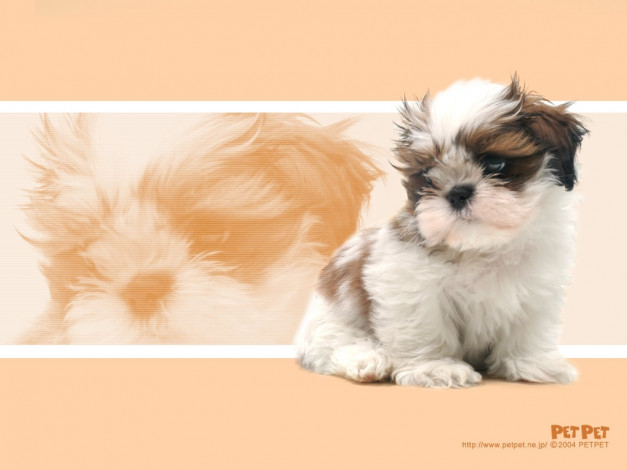 Обои картинки фото животные, собаки