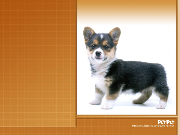 Обои картинки фото животные, собаки