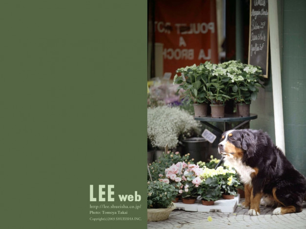 Обои картинки фото животные, собаки