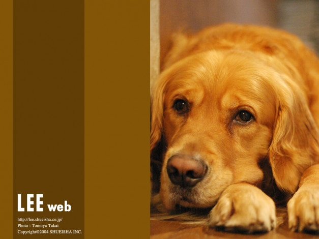 Обои картинки фото животные, собаки