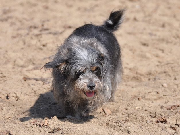 Обои картинки фото животные, собаки