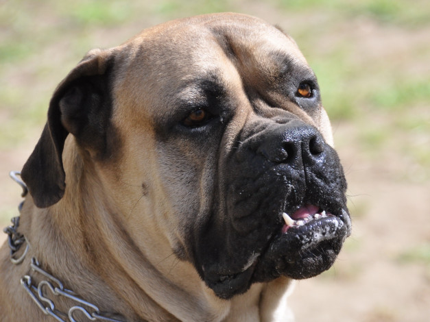 Обои картинки фото животные, собаки