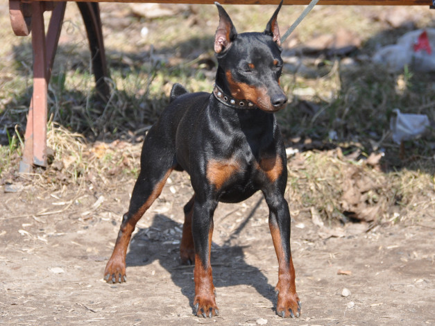 Обои картинки фото животные, собаки