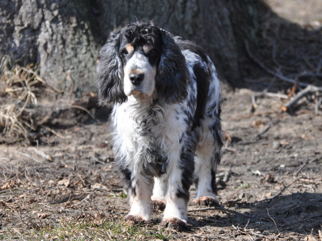 Обои картинки фото животные, собаки