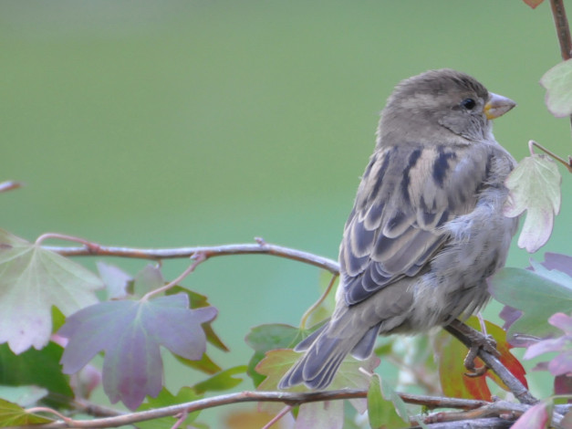 Обои картинки фото животные, воробьи
