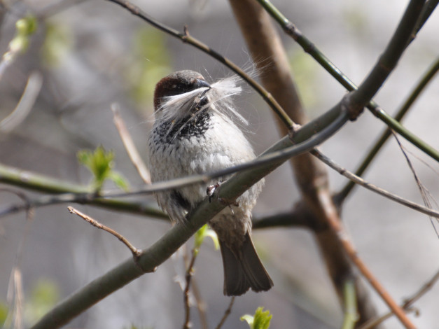 Обои картинки фото животные, воробьи