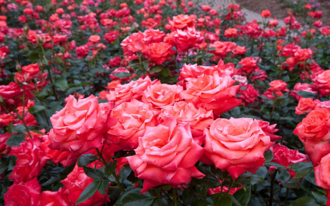 Обои картинки фото цветы, розы