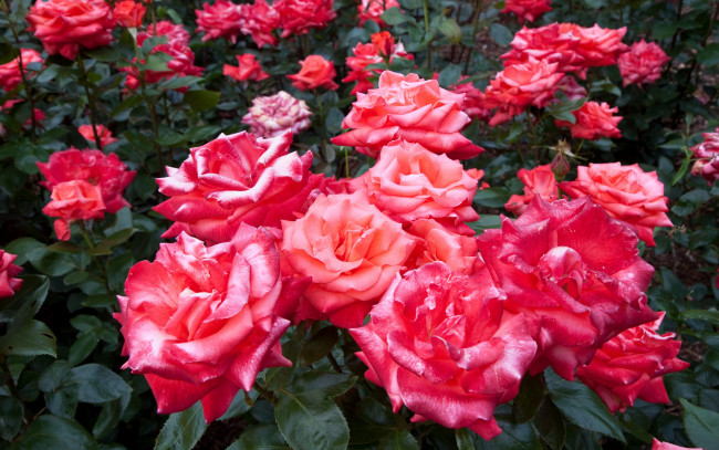 Обои картинки фото цветы, розы