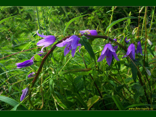 Картинка цветы колокольчики